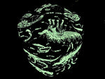 Load image into Gallery viewer, Dinosaur Skeletons *Glow-in-the-Dark*
