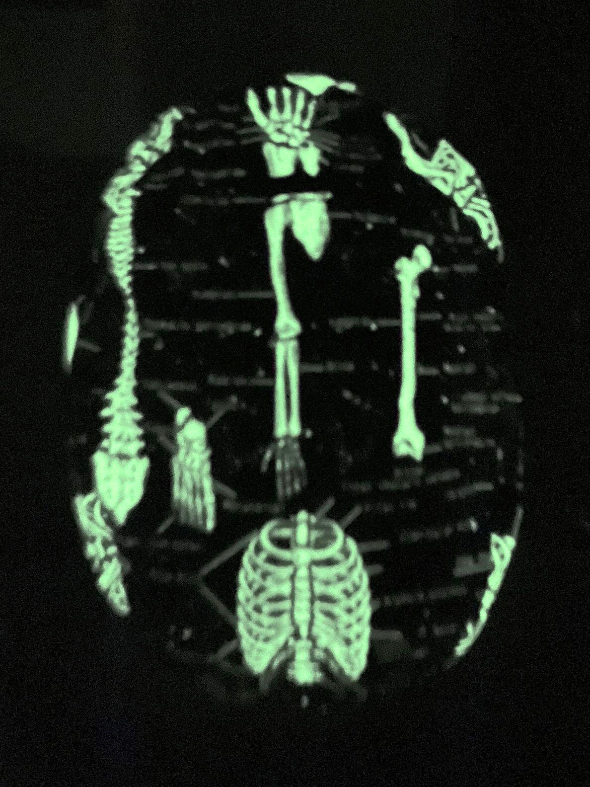 Human Skeletons *Glow-in-the-Dark* - Ponytail