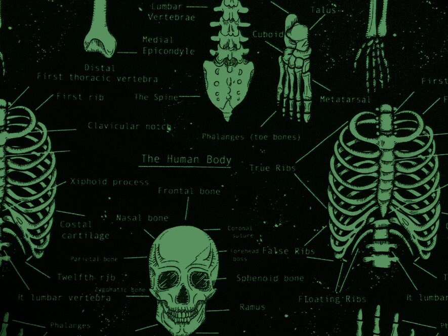 Human Skeletons *Glow in the Dark*