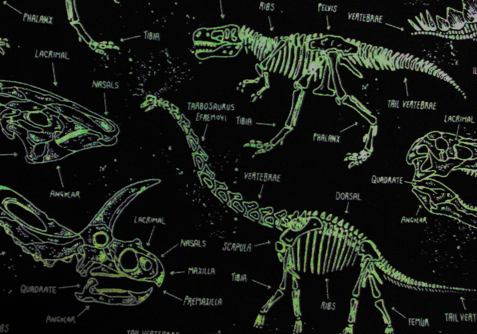 Dinosaur Skeletons *Glow in the Dark*